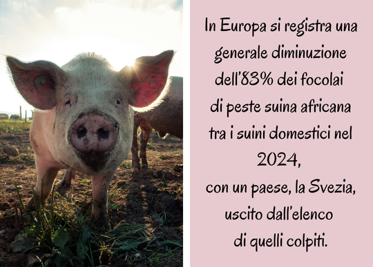 diminuzione della peste suina in EU.png